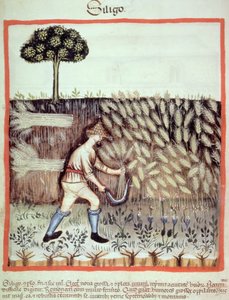 Gathering the Winter Grain (illustration from Tacuinum Sanitatis Codex Vindobonensis)